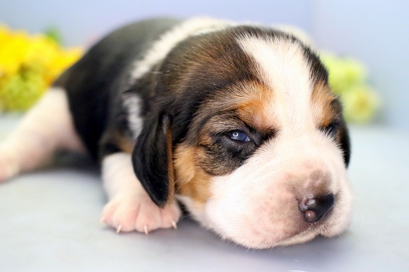 √ ビーグル 犬 子犬 ただかわいい犬