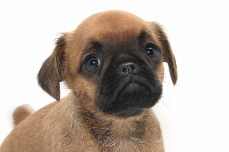 ブリュッセルグリフォンの子犬写真