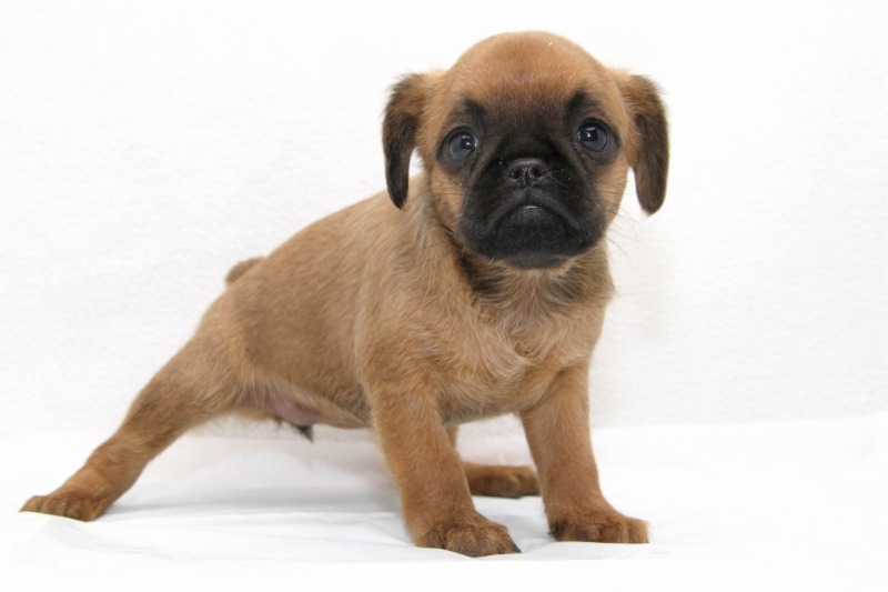 ブリュッセルグリフォンの子犬写真