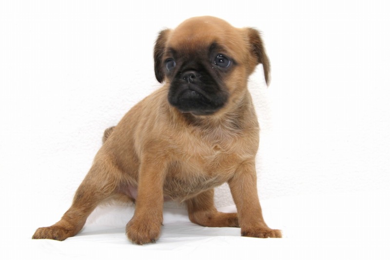 ブリュッセルグリフォンの子犬写真