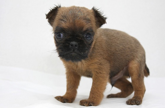 ブリュッセルグリフォンの子犬写真
