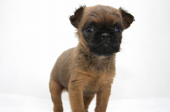 ブリュッセルグリフォンの子犬写真
