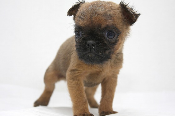 ブリュッセルグリフォンの子犬写真