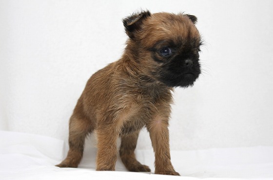 ブリュッセルグリフォンの子犬写真