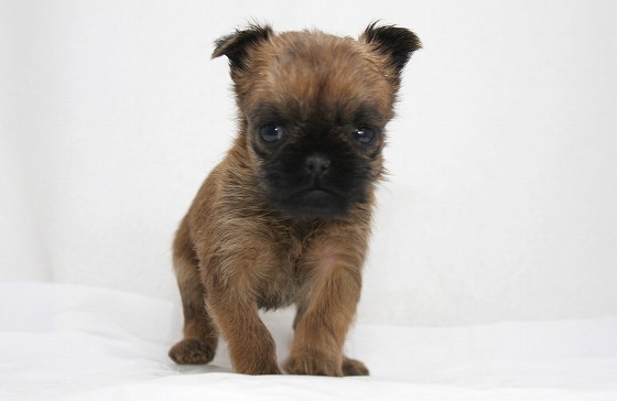 ブリュッセルグリフォンの子犬写真