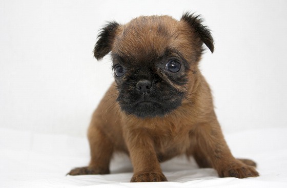ブリュッセルグリフォンの子犬写真