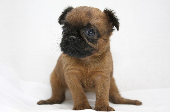 ブリュッセルグリフォンの子犬写真