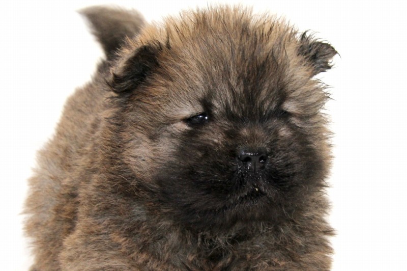 チャウチャウの子犬写真