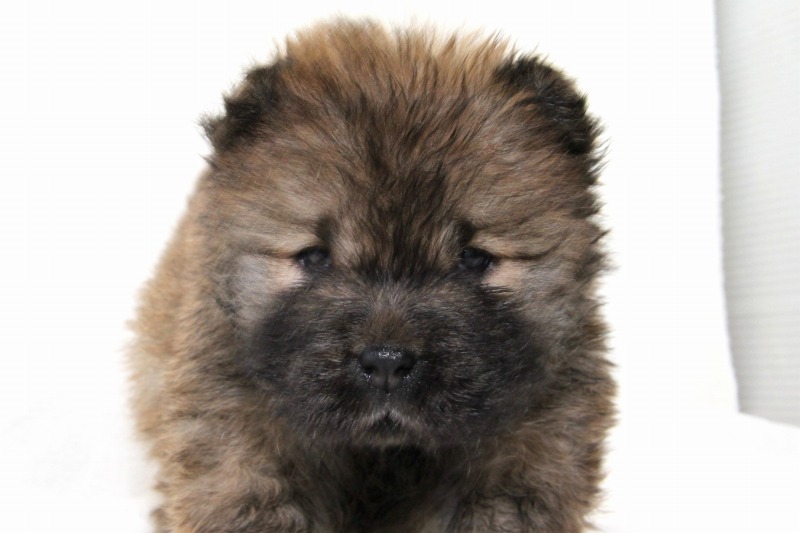 チャウチャウの子犬写真