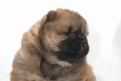 チャウチャウの子犬写真