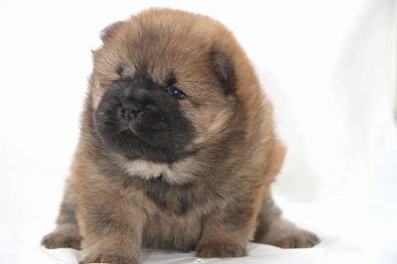 チャウチャウの子犬写真