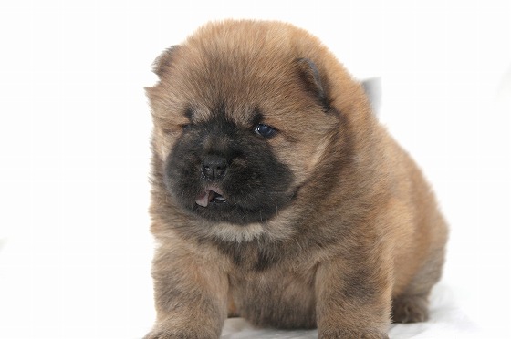 チャウチャウの子犬写真