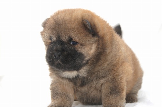 チャウチャウの子犬写真
