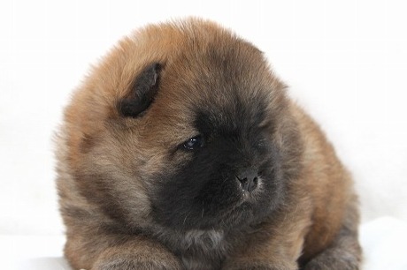 チャウチャウの子犬写真