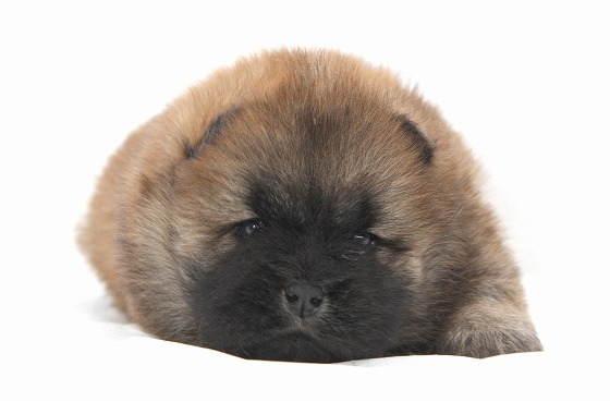 チャウチャウの子犬写真