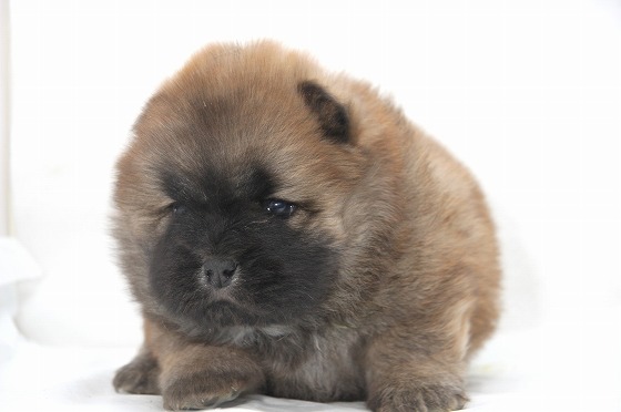 チャウチャウの子犬写真