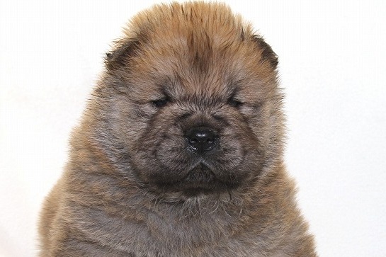 チャウチャウの子犬写真