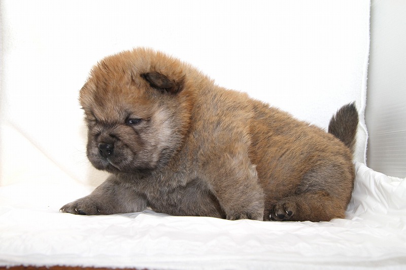 チャウチャウの子犬写真
