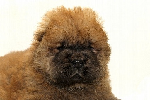 チャウチャウの子犬写真