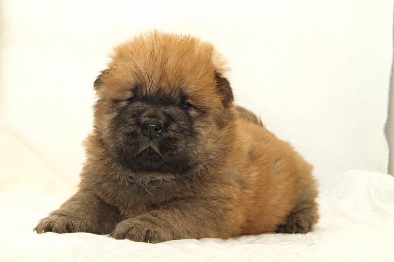 チャウチャウの子犬写真