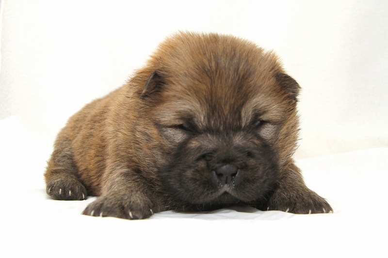 チャウチャウの子犬写真