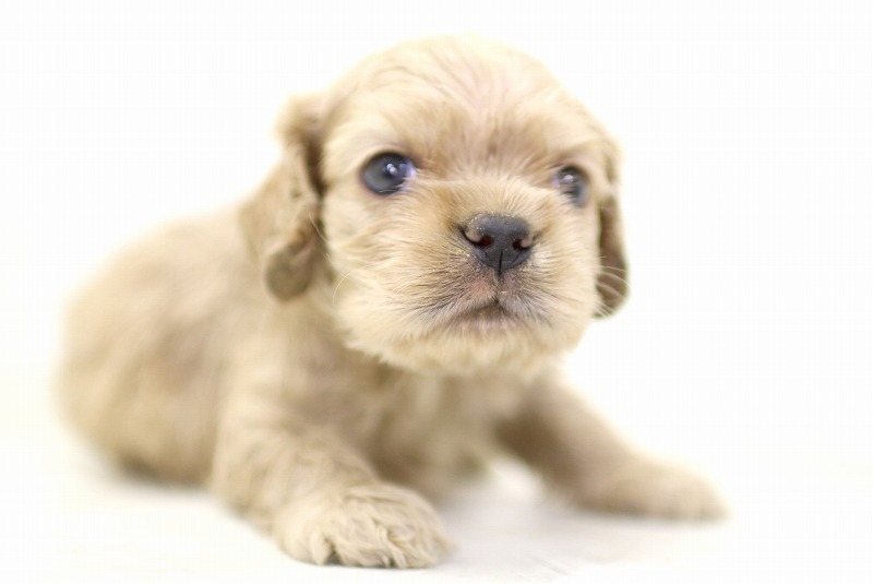 アメリカンコッカースパニエルの子犬写真