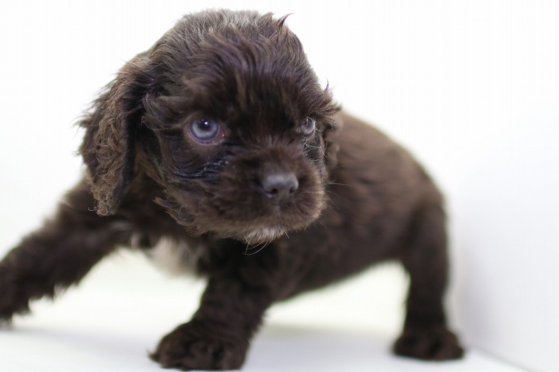アメリカコッカースパニエルの子犬写真