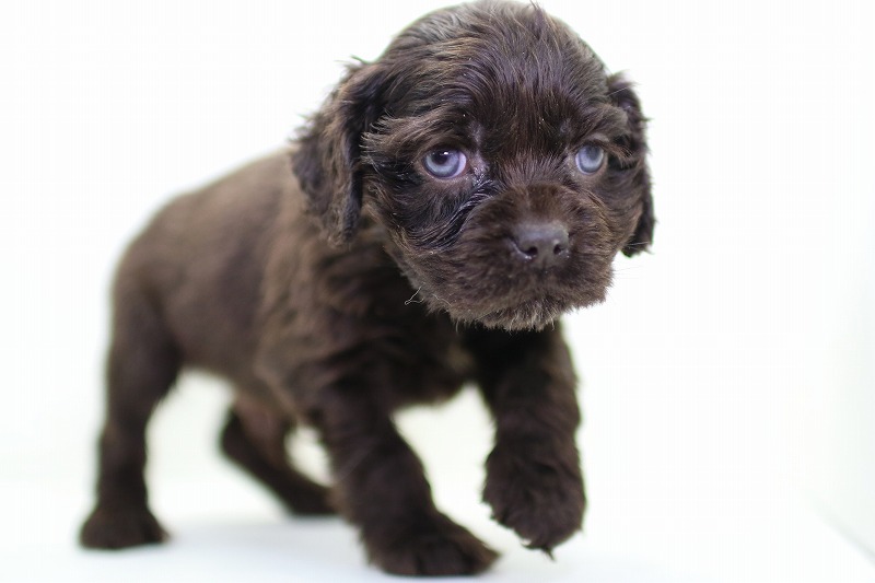 アメリカコッカースパニエルの子犬写真
