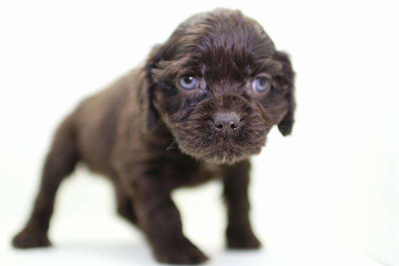 アメリカコッカースパニエルの子犬写真