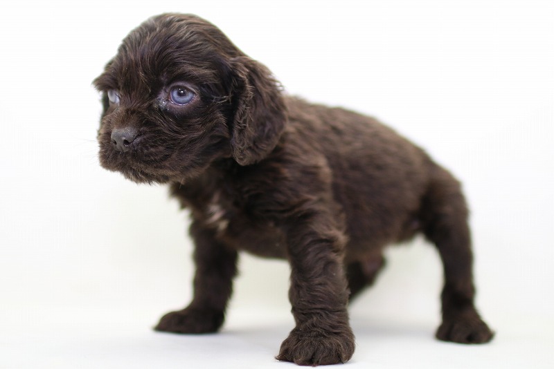 アメリカコッカースパニエルの子犬写真