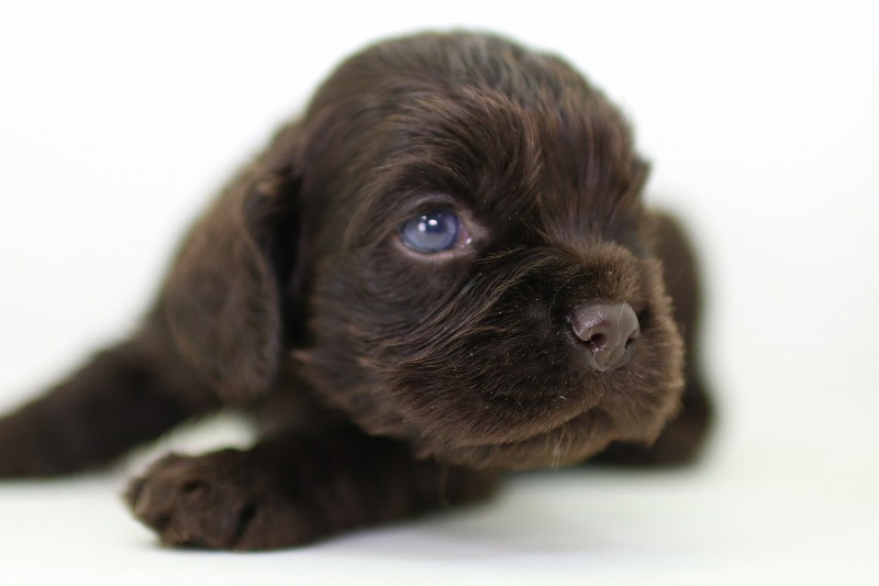 アメリカコッカースパニエルの子犬写真