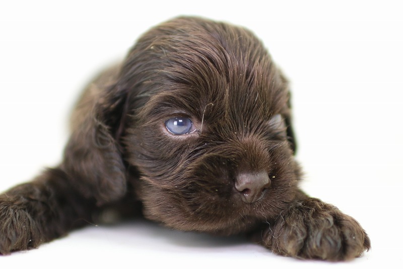 アメリカコッカースパニエルの子犬写真