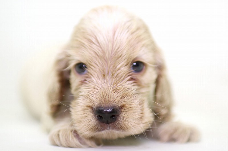 イングリッシュコッカースパニエルの子犬写真(クリックで拡大)