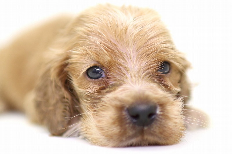 イングリッシュコッカースパニエルの子犬写真(クリックで拡大)
