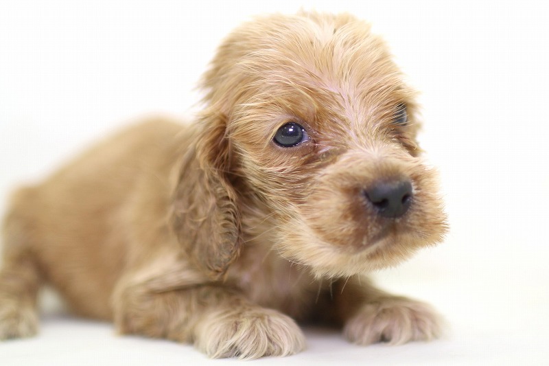 イングリッシュコッカースパニエルの子犬写真(クリックで拡大)