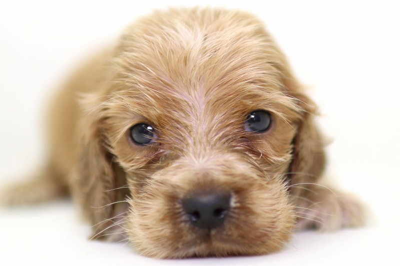 イングリッシュコッカースパニエルの子犬写真(クリックで拡大)