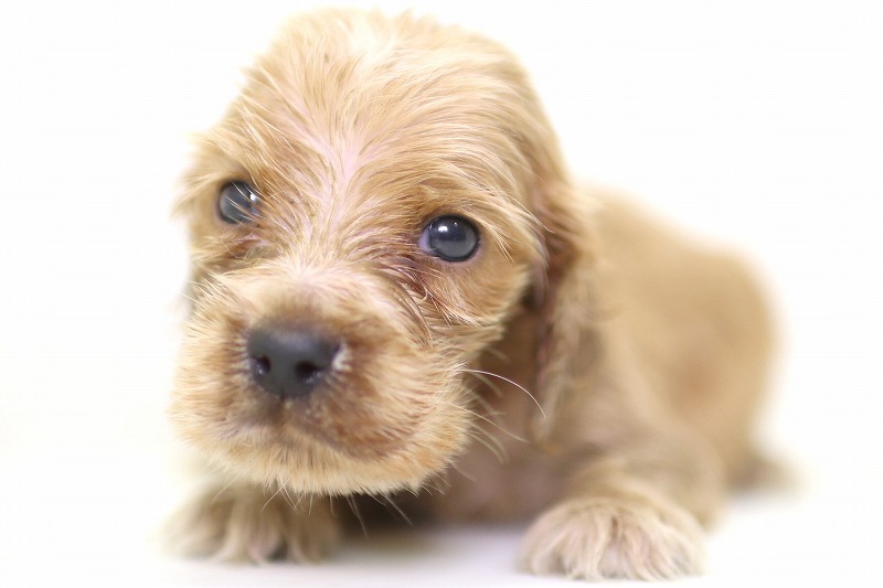 イングリッシュコッカースパニエルの子犬写真(クリックで拡大)