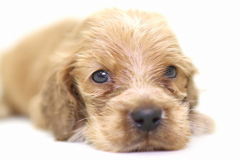 イングリッシュコッカースパニエルの子犬写真(クリックで拡大)