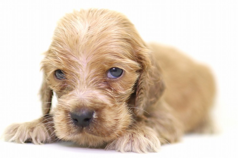 イングリッシュコッカースパニエルの子犬写真(クリックで拡大)
