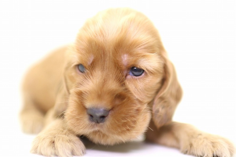 イングリッシュコッカースパニエルの子犬写真(クリックで拡大)