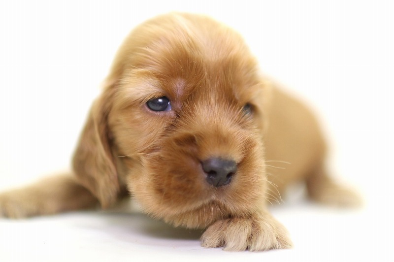 イングリッシュコッカースパニエルの子犬写真(クリックで拡大)