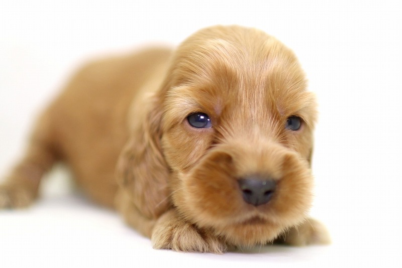 イングリッシュコッカースパニエルの子犬写真(クリックで拡大)
