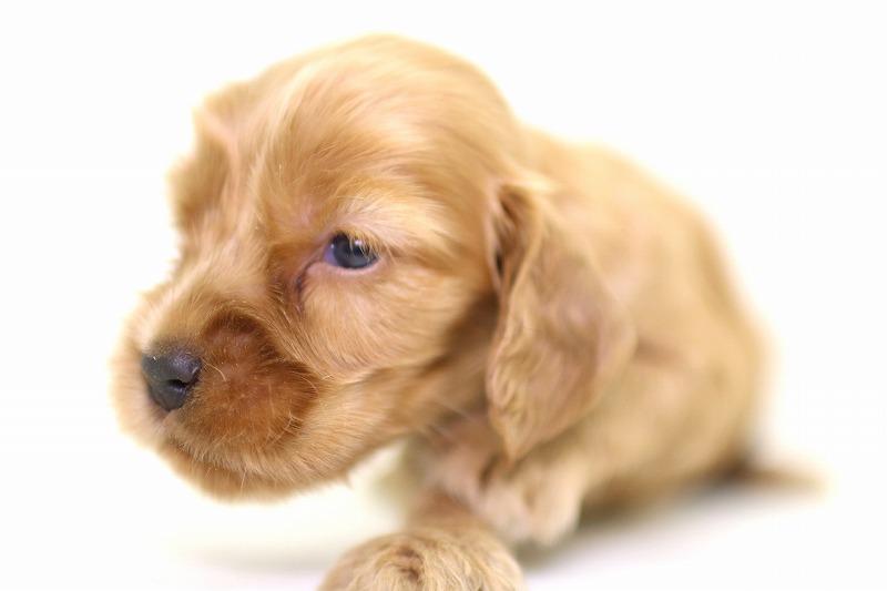 イングリッシュコッカースパニエルの子犬写真(クリックで拡大)