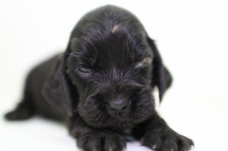 イングリッシュコッカースパニエルの子犬写真(クリックで拡大)
