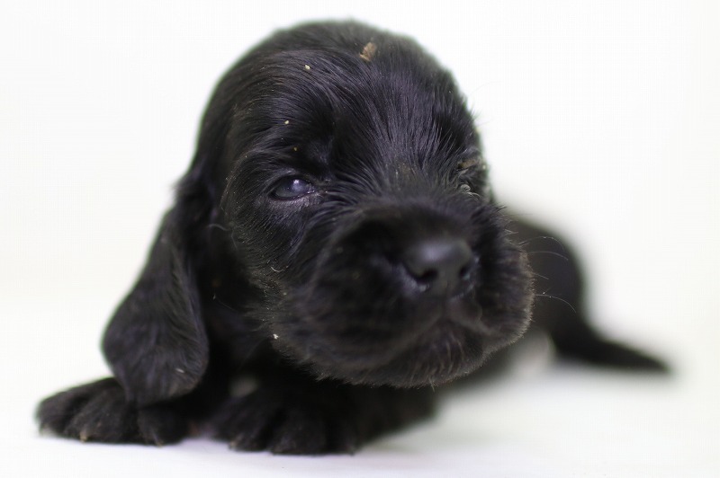 イングリッシュコッカースパニエルの子犬写真(クリックで拡大)