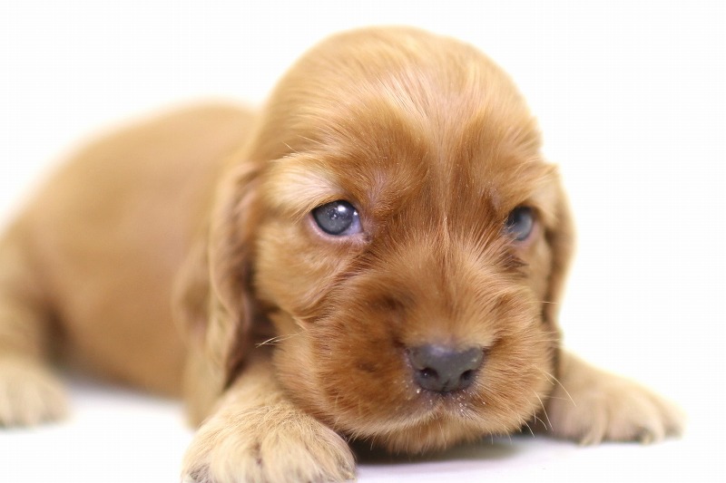 イングリッシュコッカースパニエルの子犬写真(クリックで拡大)