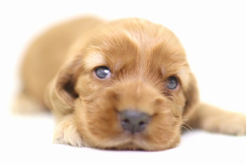 イングリッシュコッカースパニエルの子犬写真(クリックで拡大)