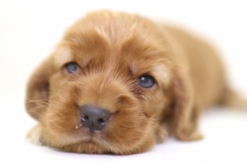 イングリッシュコッカースパニエルの子犬写真(クリックで拡大)