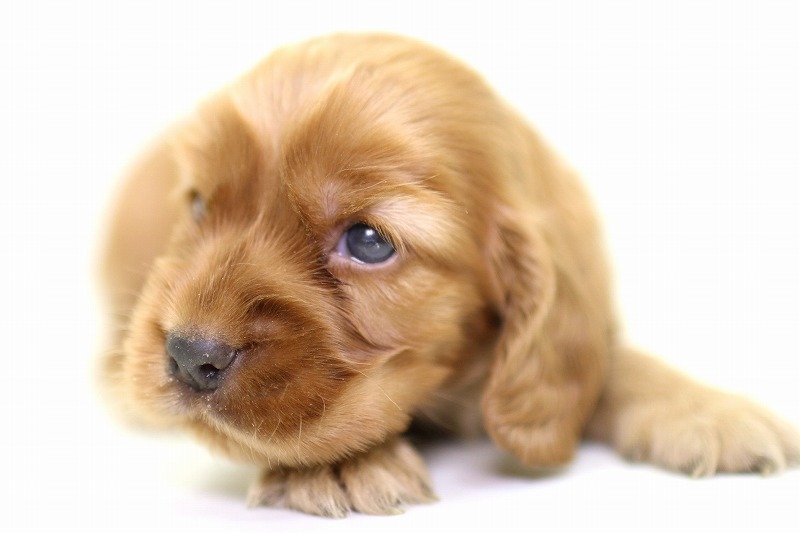 イングリッシュコッカースパニエルの子犬写真(クリックで拡大)