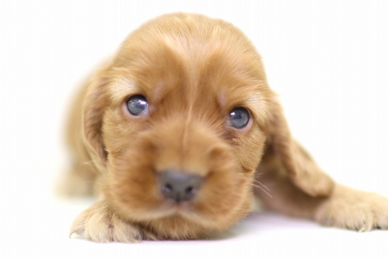 イングリッシュコッカースパニエルの子犬写真(クリックで拡大)